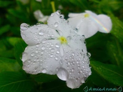 雨のしずくがついている白い花