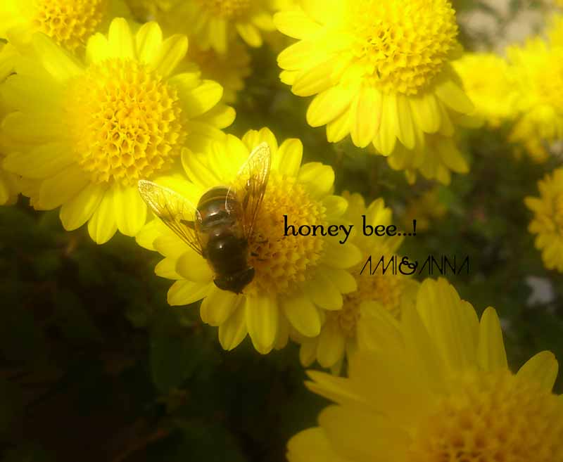 黄色い小菊の蜜を吸っているミツバチ