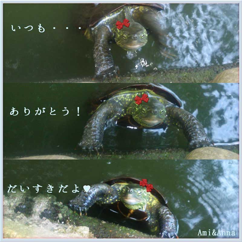杉並区善福寺の池の亀がエサをちょうだいとおねだりしている写真