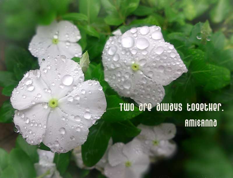 雨上がりの白い花