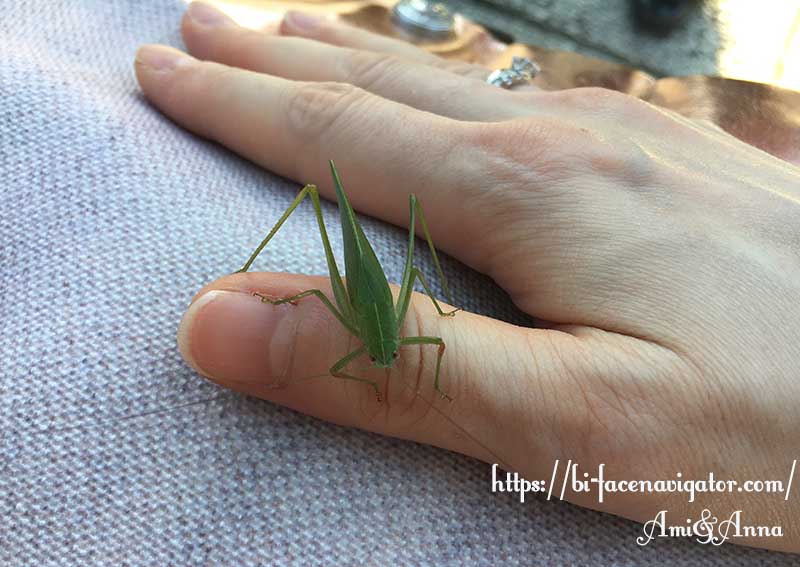 Amiの親指にとまっている緑のバッタ（ツユムシ）