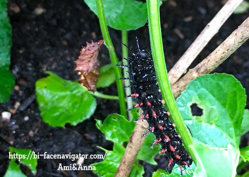 ツマグロヒョウモンの幼虫とその蛹