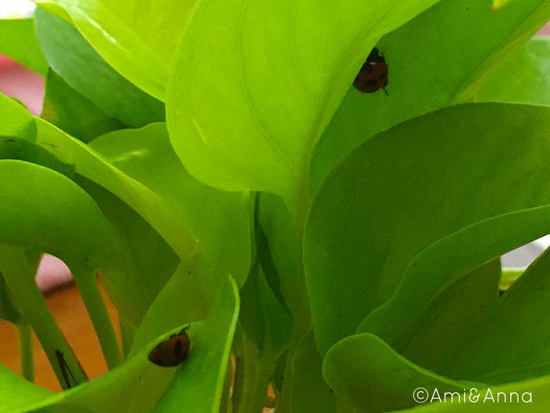 ポトスの葉で夏眠しているナナホシテントウ