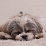 寝ている可愛い犬