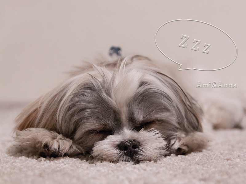 寝ている可愛い犬